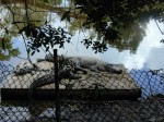 Sunning Alligators