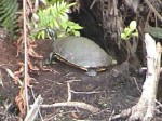 Everglades Turtle